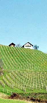 Schilcherweinberge